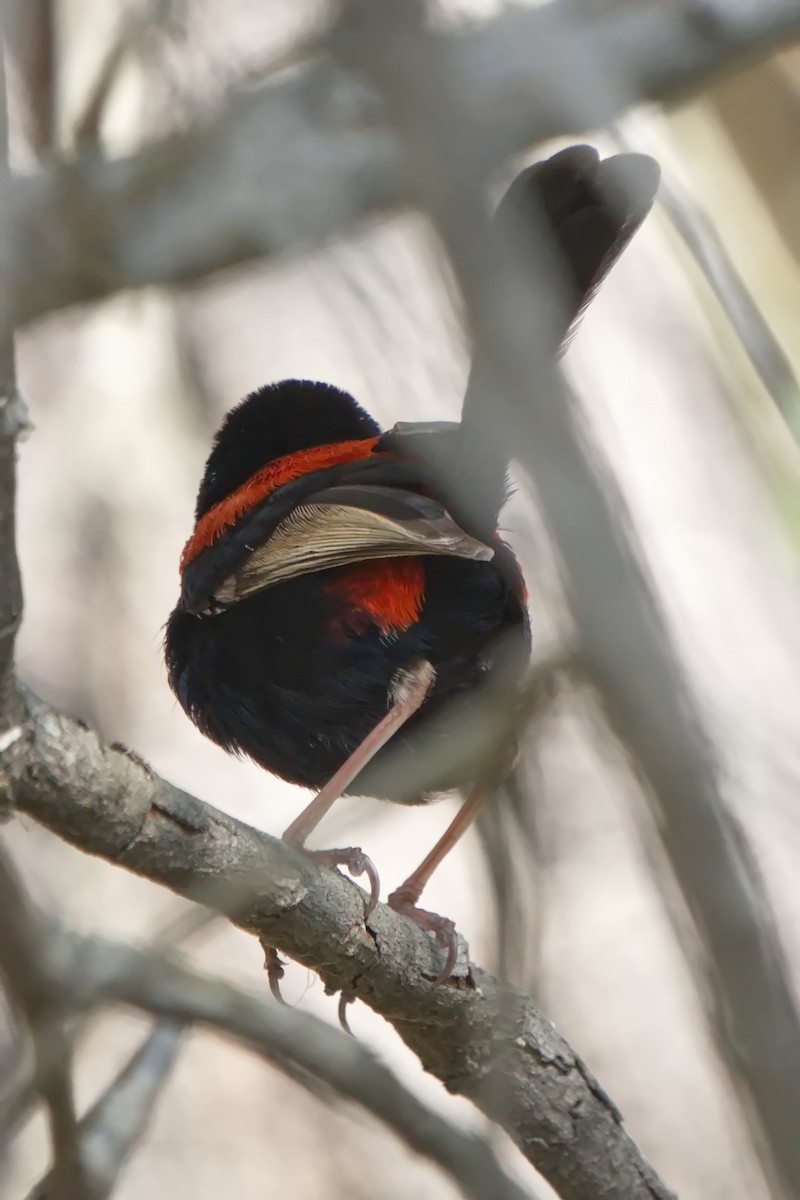 Red-backed Fairywren - ML623272572