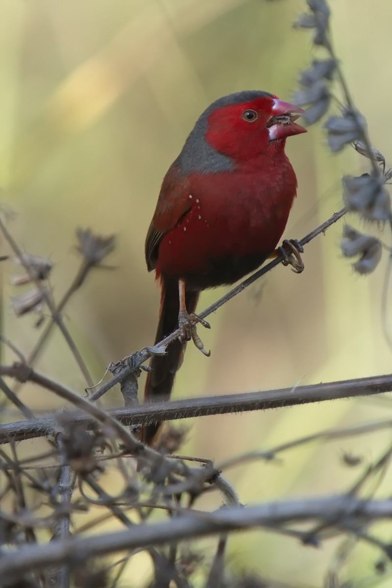 Crimson Finch - ML623272575