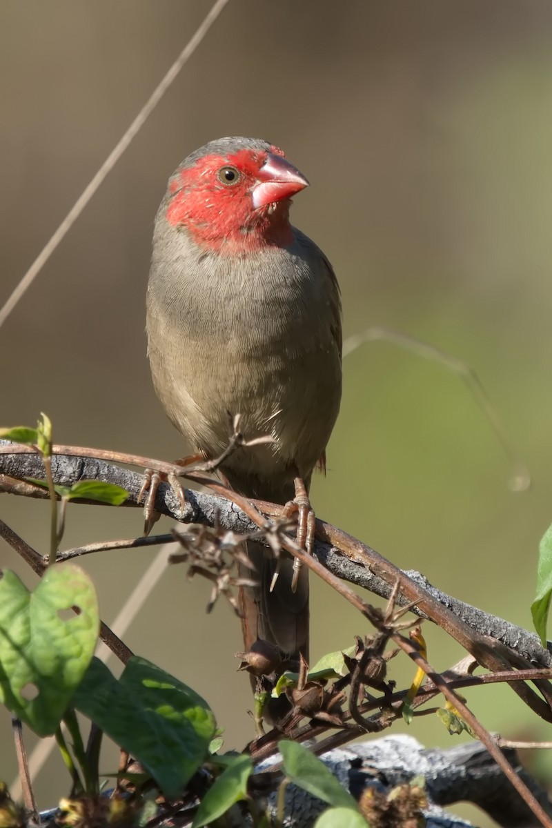 Crimson Finch - ML623272577