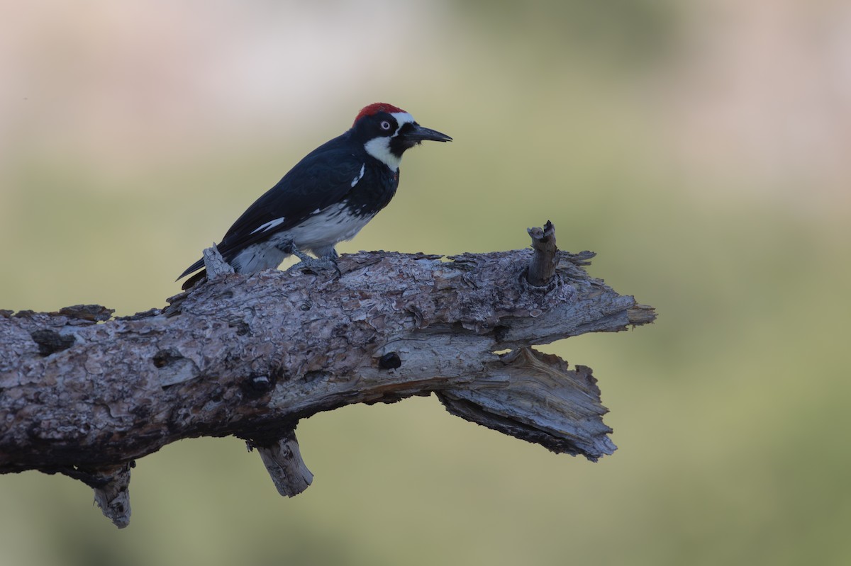 Acorn Woodpecker - ML623272592