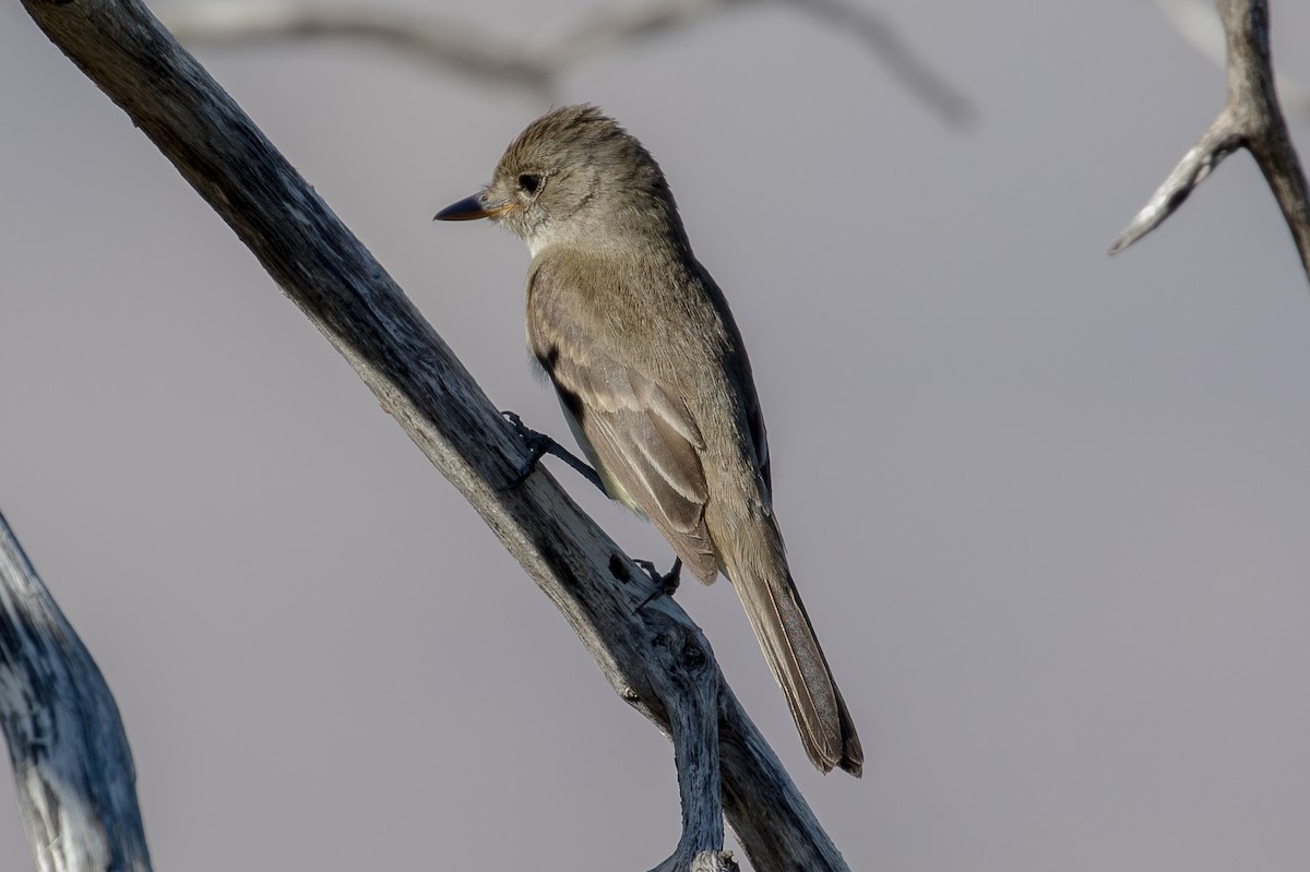 Willow Flycatcher - ML623272594
