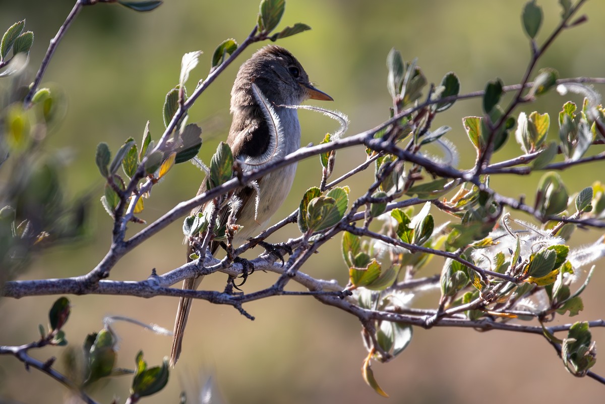 Willow Flycatcher - ML623272595