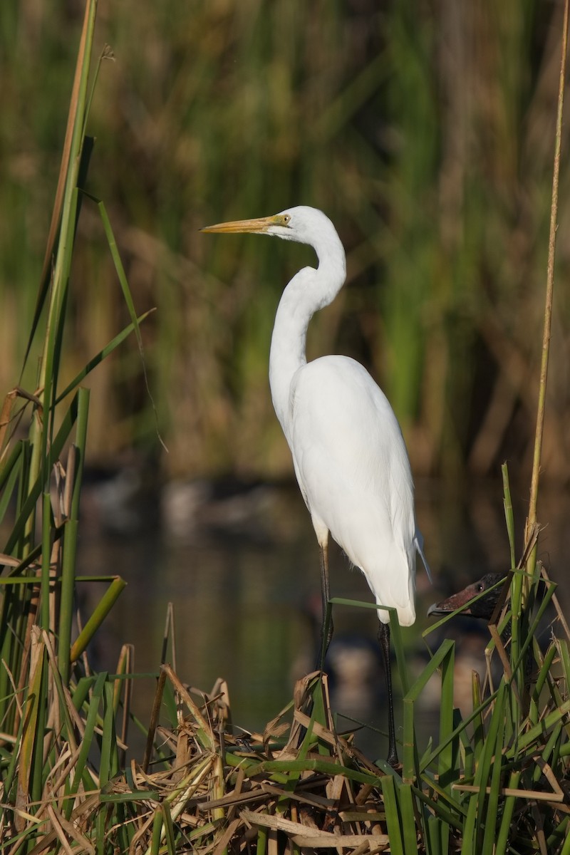 Great Egret - ML623272599