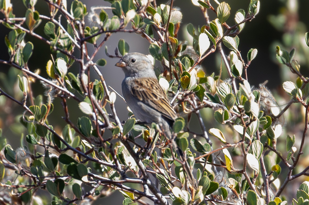 Black-chinned Sparrow - ML623272603