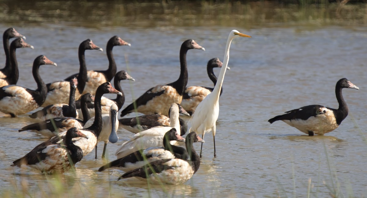 Magpie Goose - ML623272615