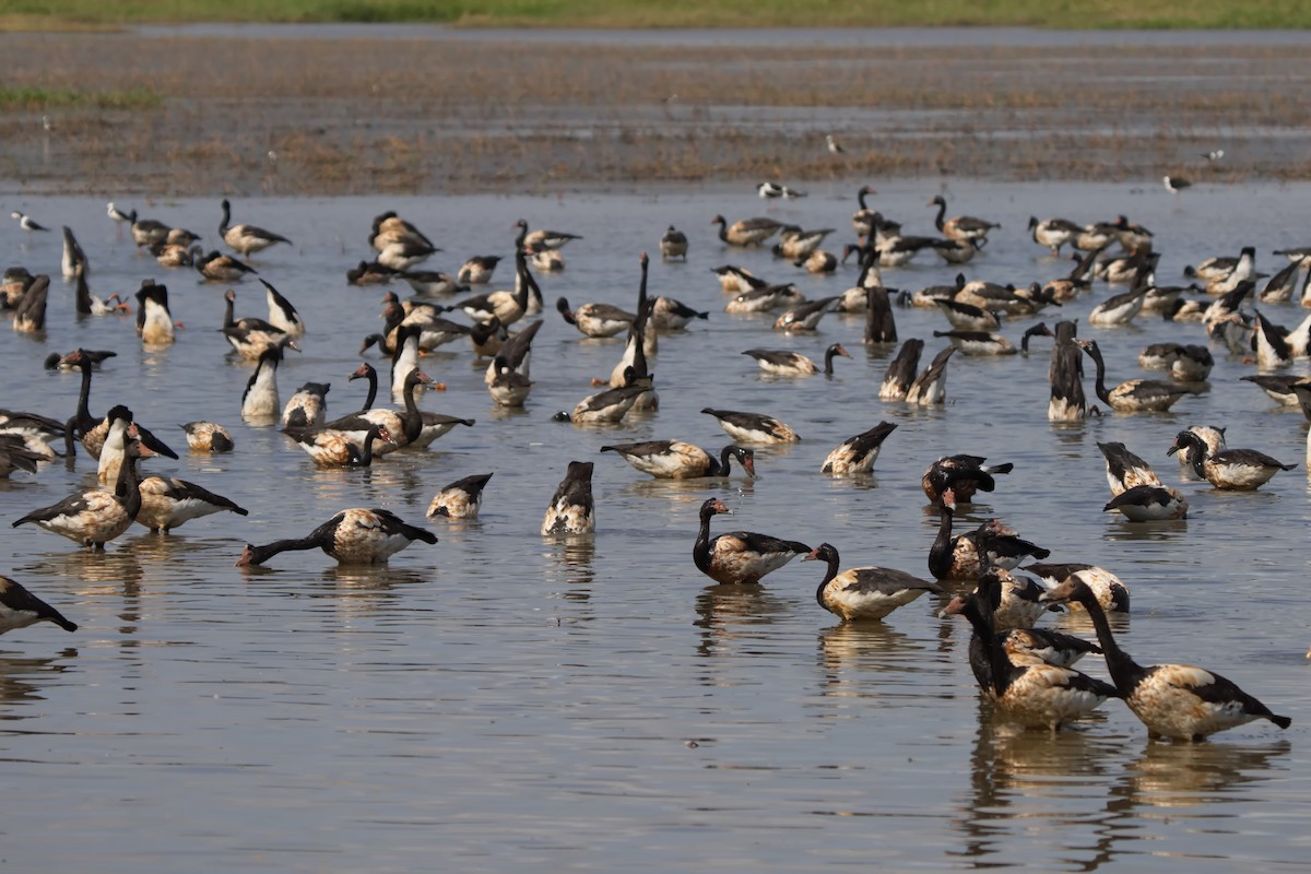 Magpie Goose - ML623272618