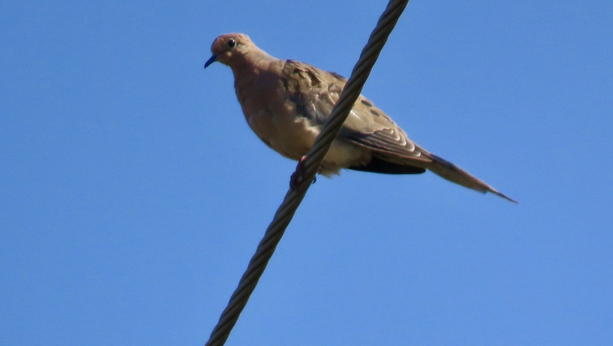 sørgedue - ML623272627