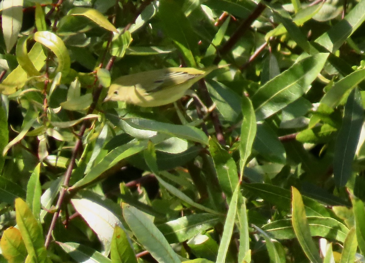 gulparula - ML623272657