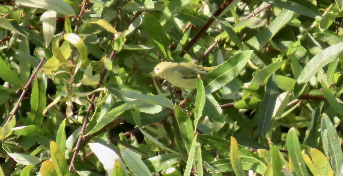 gulparula - ML623272658