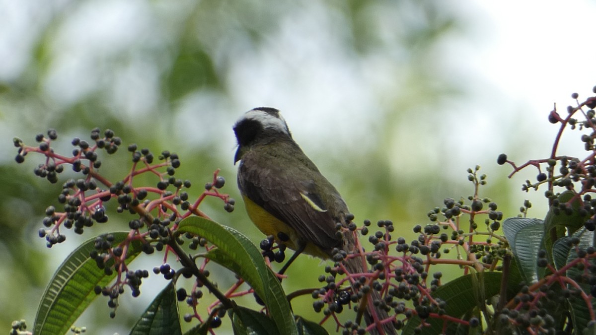 White-ringed Flycatcher - ML623272699