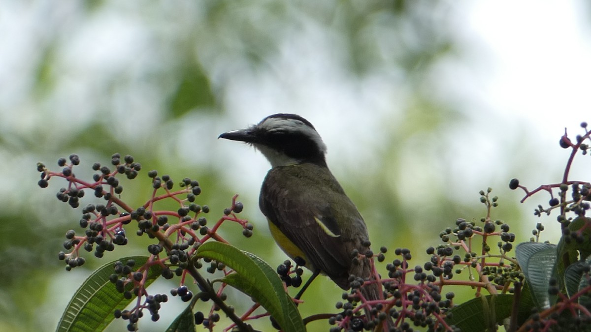 White-ringed Flycatcher - ML623272700