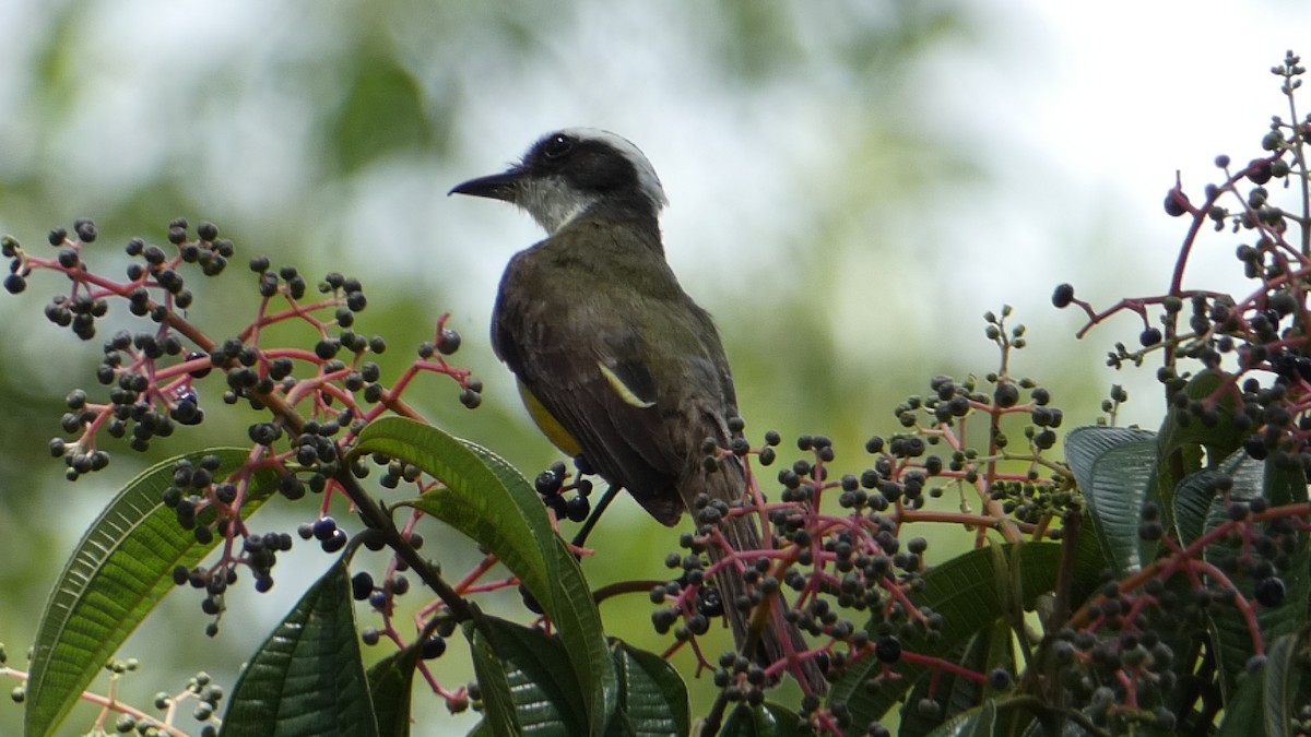 White-ringed Flycatcher - ML623272701