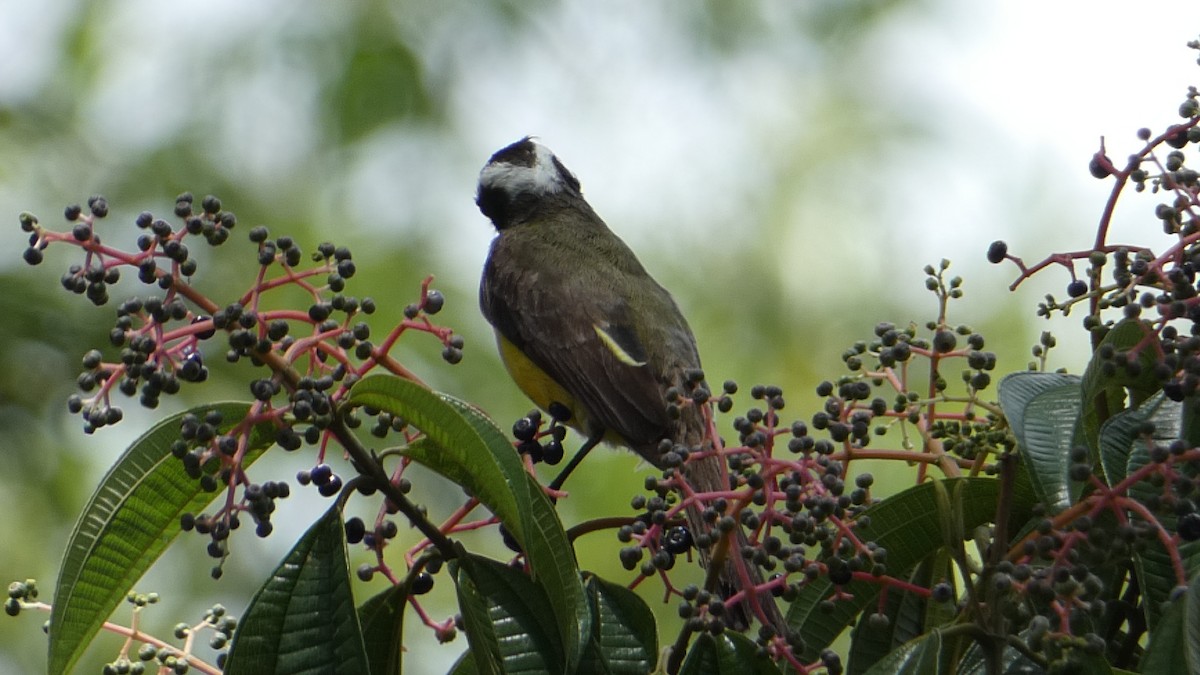 White-ringed Flycatcher - ML623272702