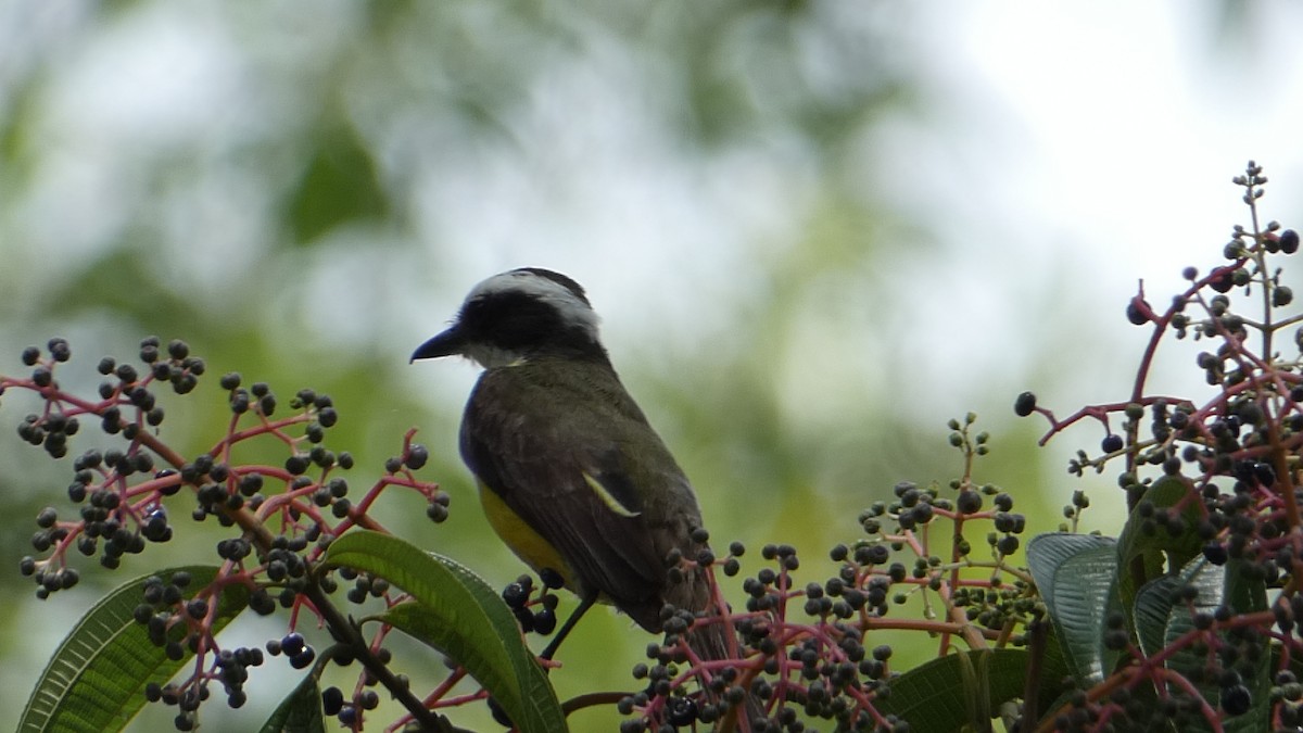 White-ringed Flycatcher - ML623272703