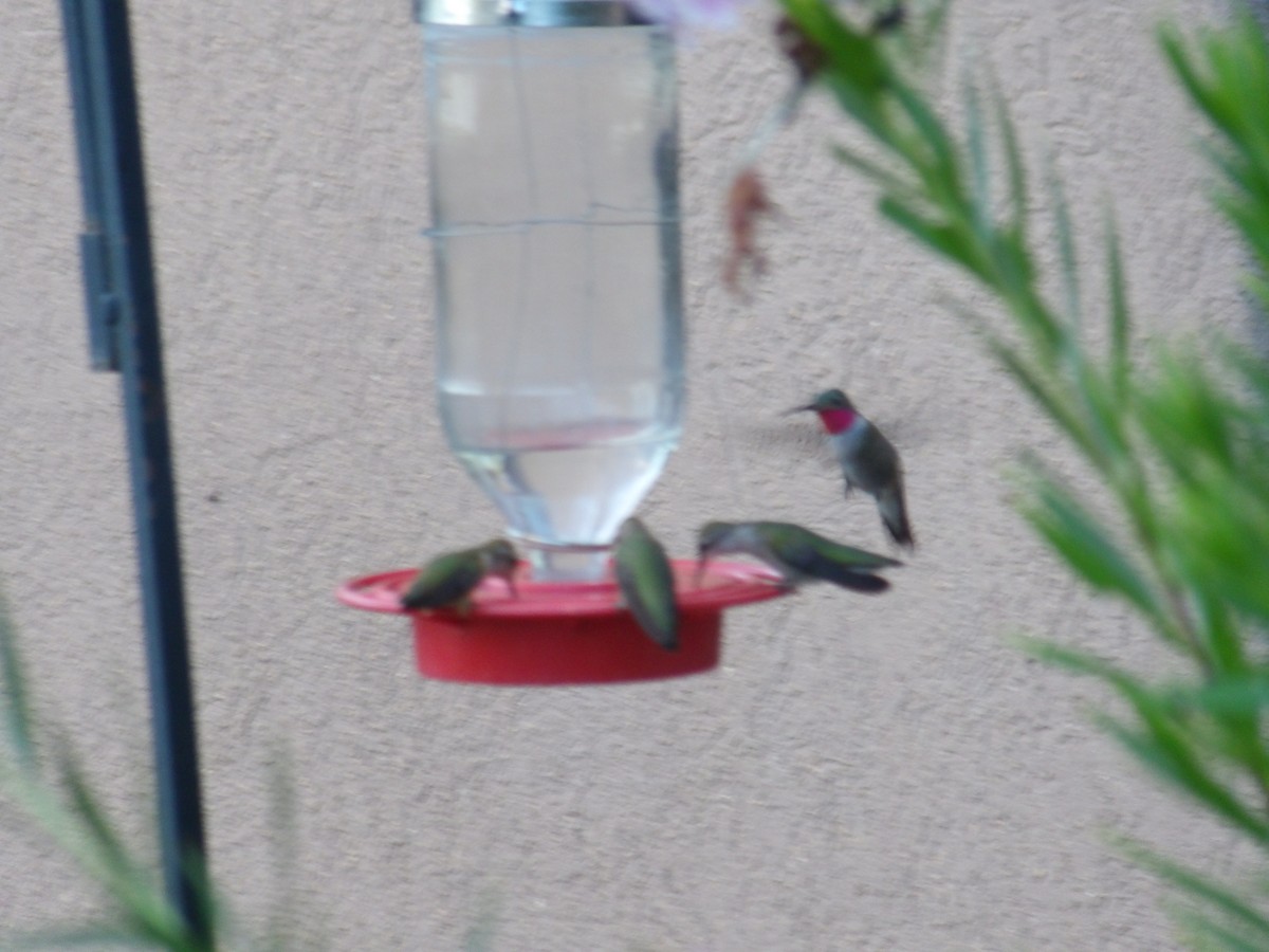 Broad-tailed Hummingbird - ML623272708