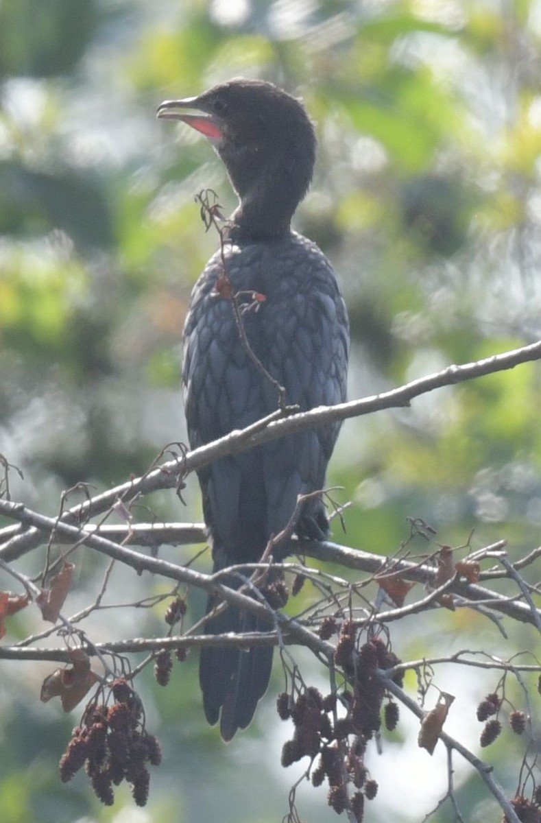 Pygmy Cormorant - ML623272713