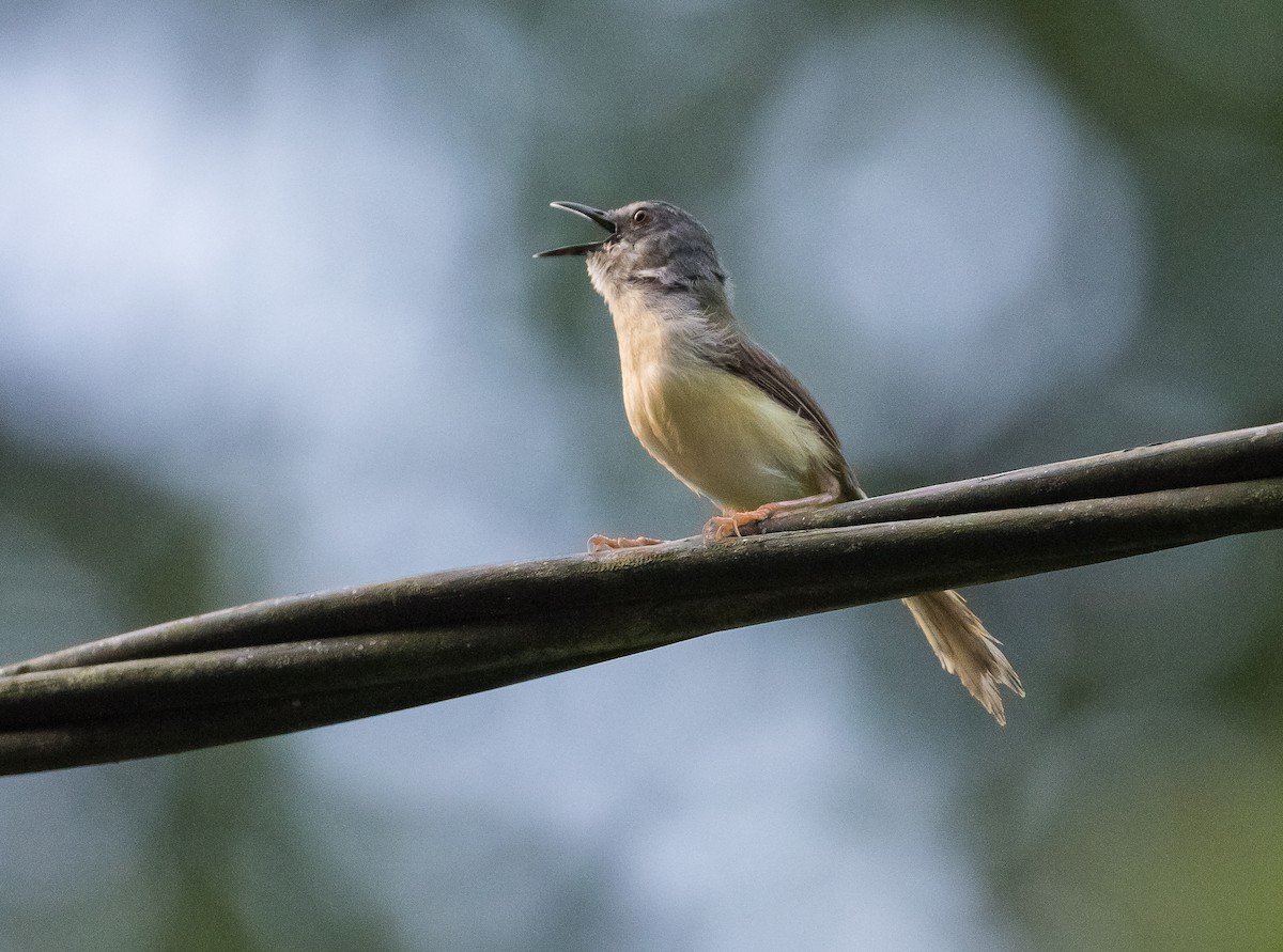 Prinia à ventre jaune - ML623272715