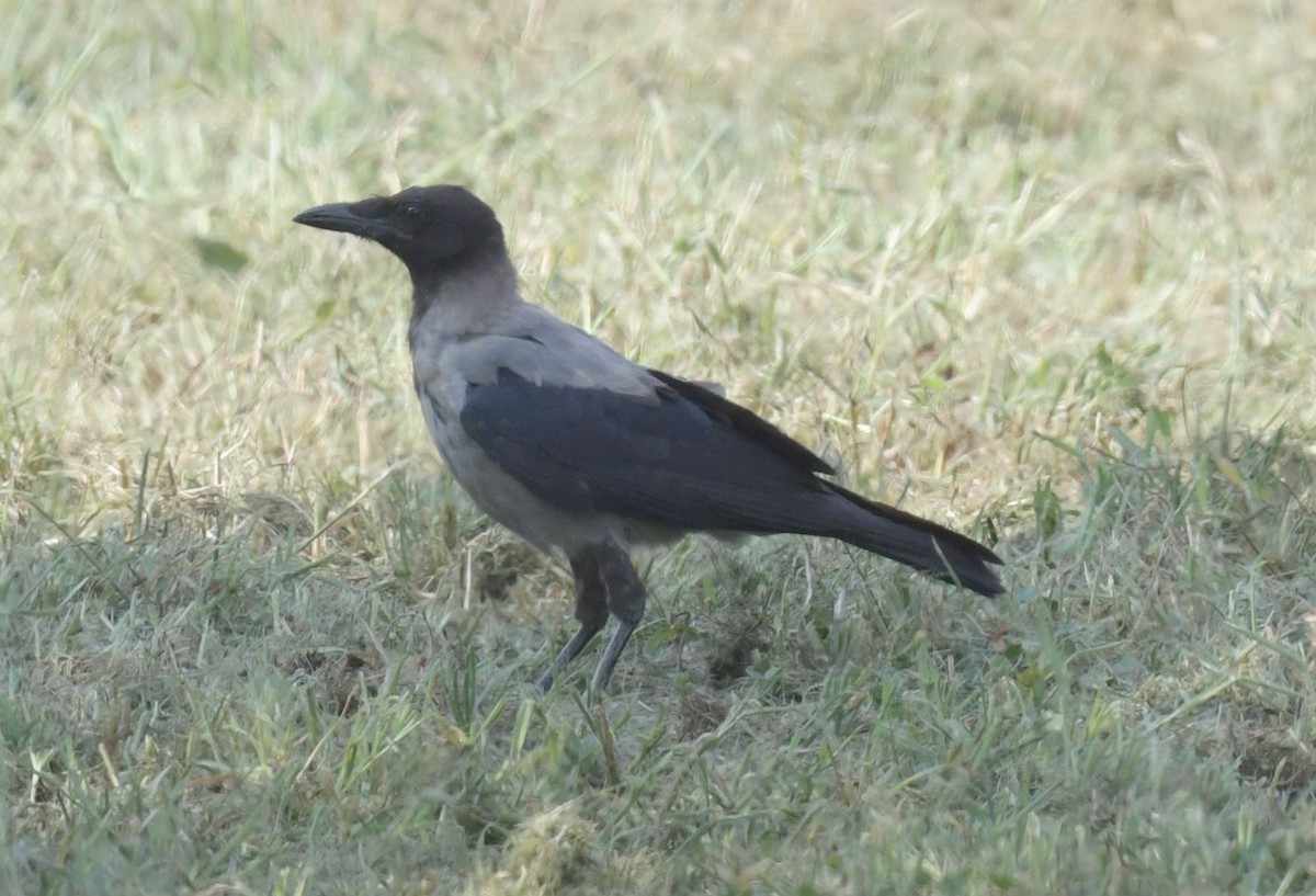 Hooded Crow - ML623272743