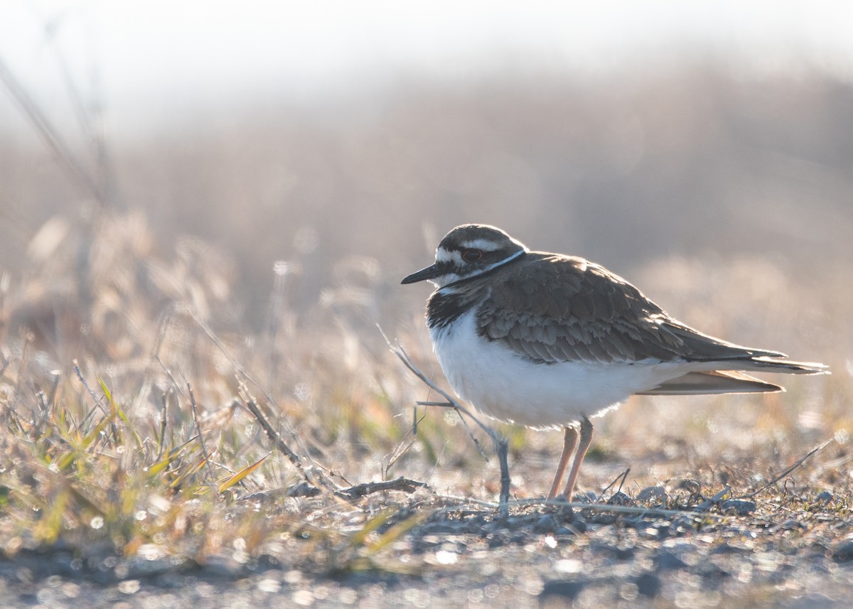 Killdeer - ML623272778