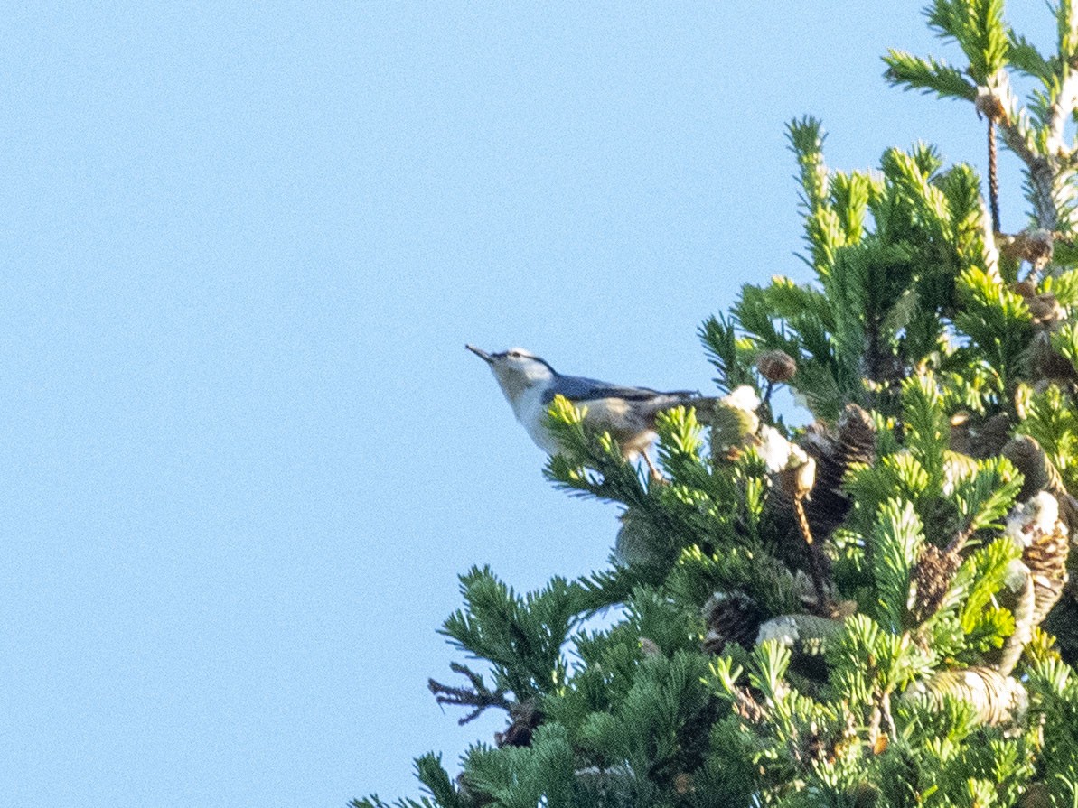 Eurasian Nuthatch (Western) - ML623272827