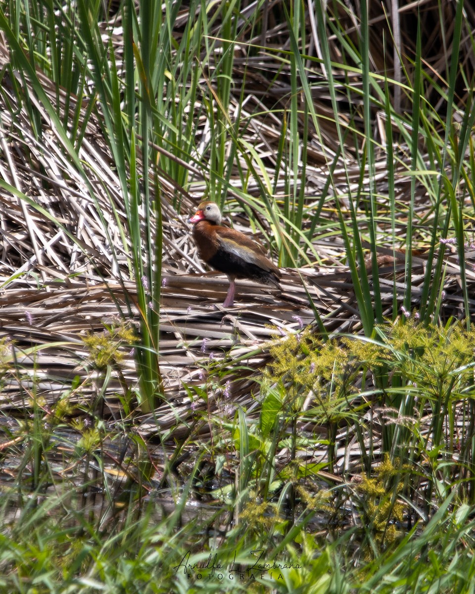 Dendrocygne à ventre noir - ML623272843