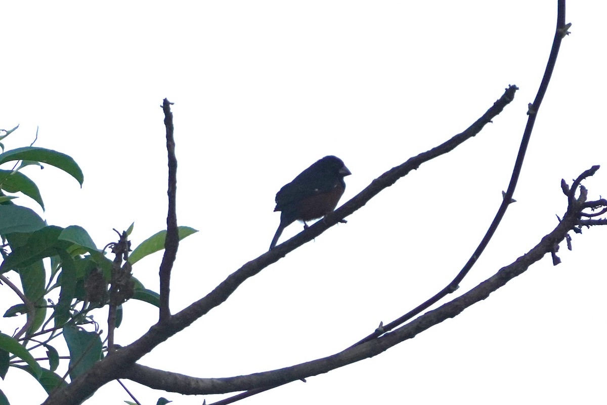 Chestnut-bellied Seed-Finch - ML623272845