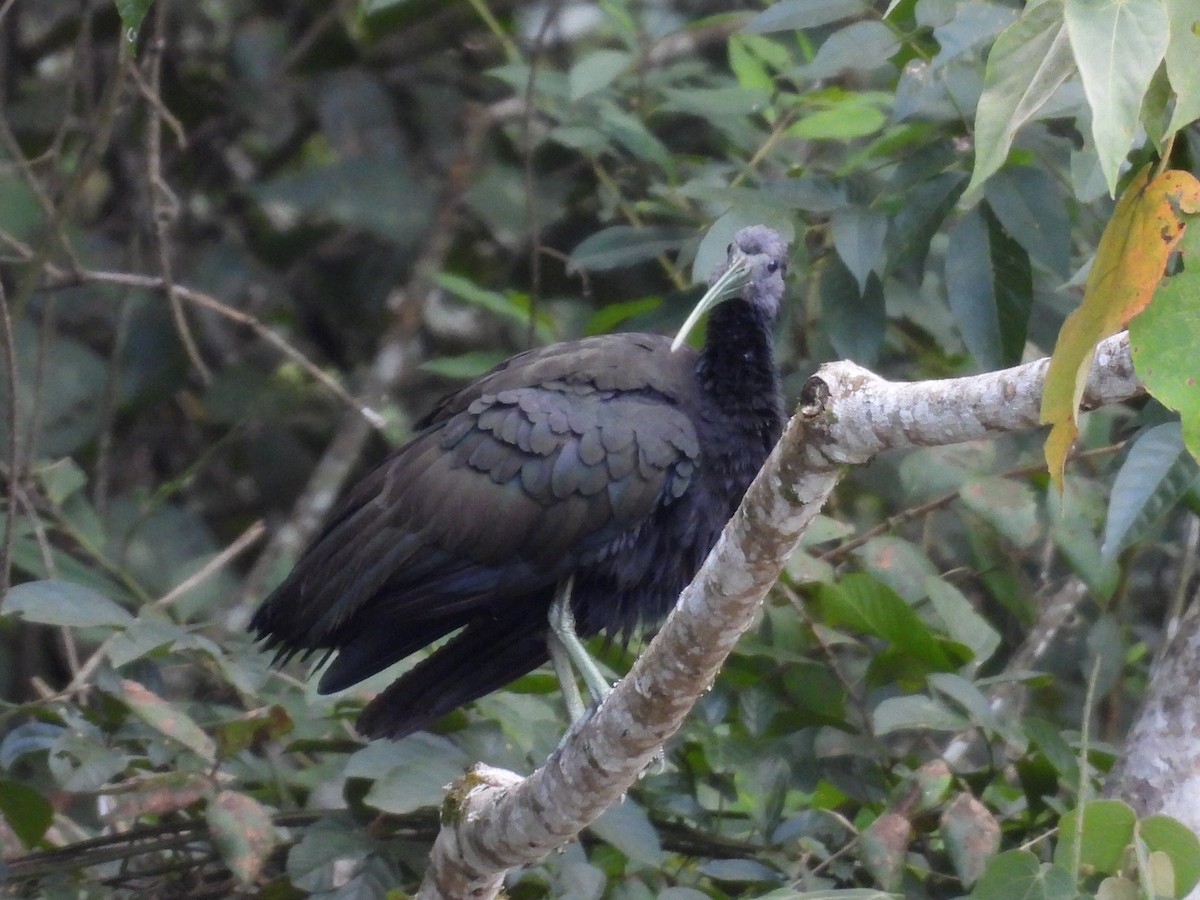 Green Ibis - ML623272868