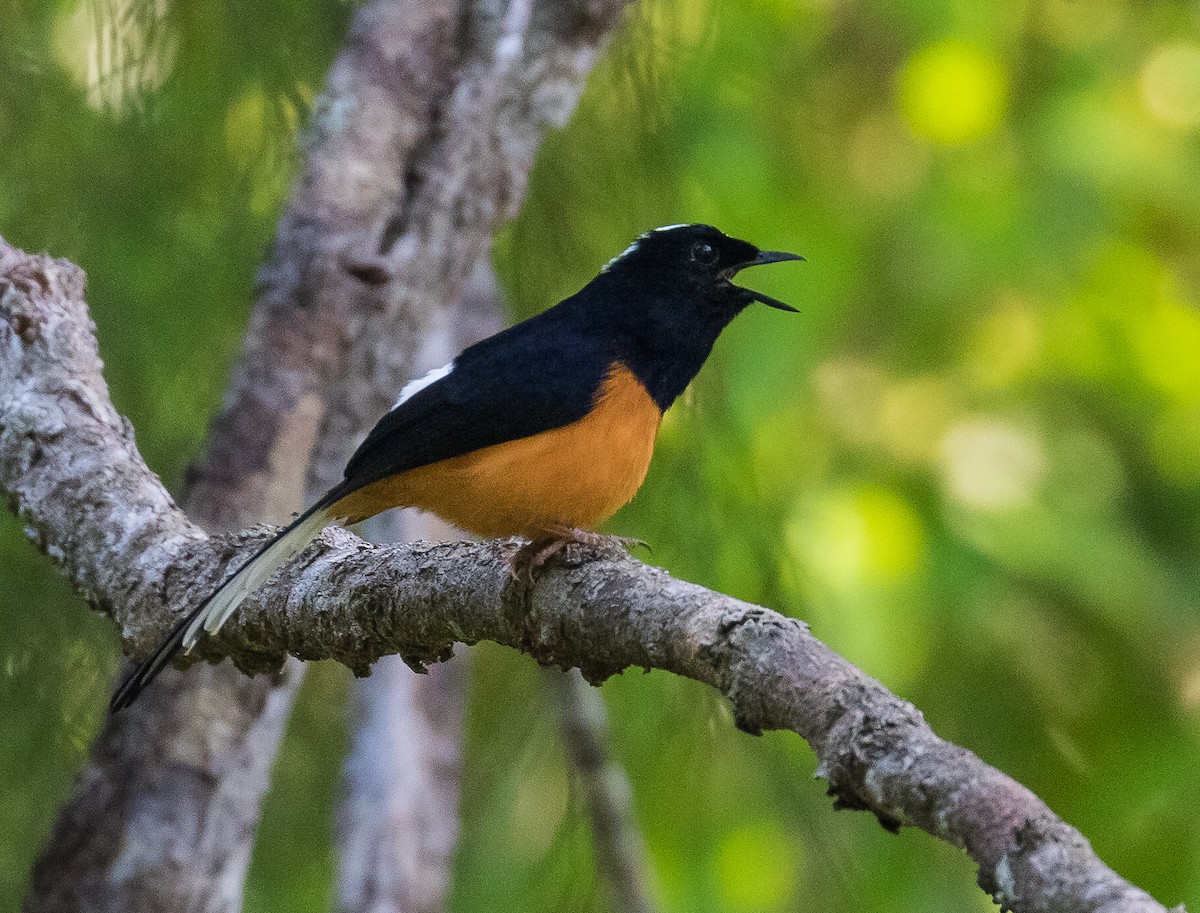 White-crowned Shama - John le Rond