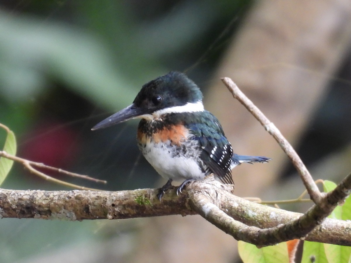 Green Kingfisher - ML623272889