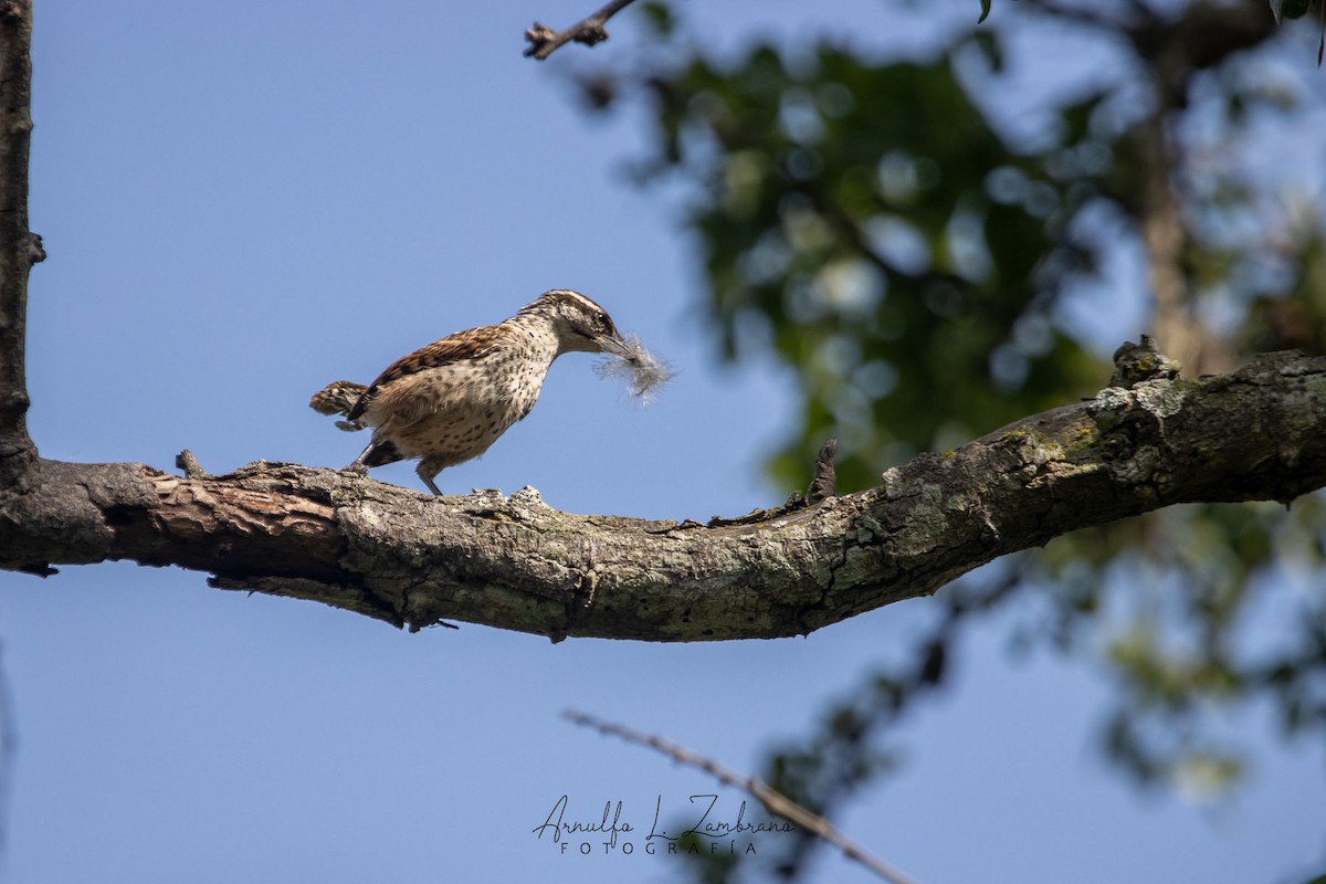 Boucard's Wren - ML623272892