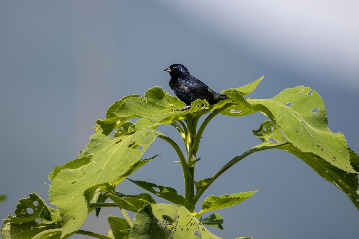 Jacarini noir - ML623272896