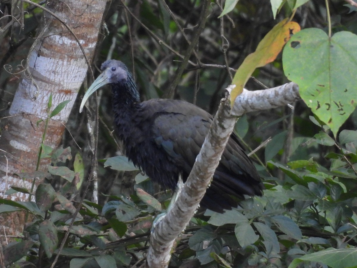 Green Ibis - Daniel Garrigues