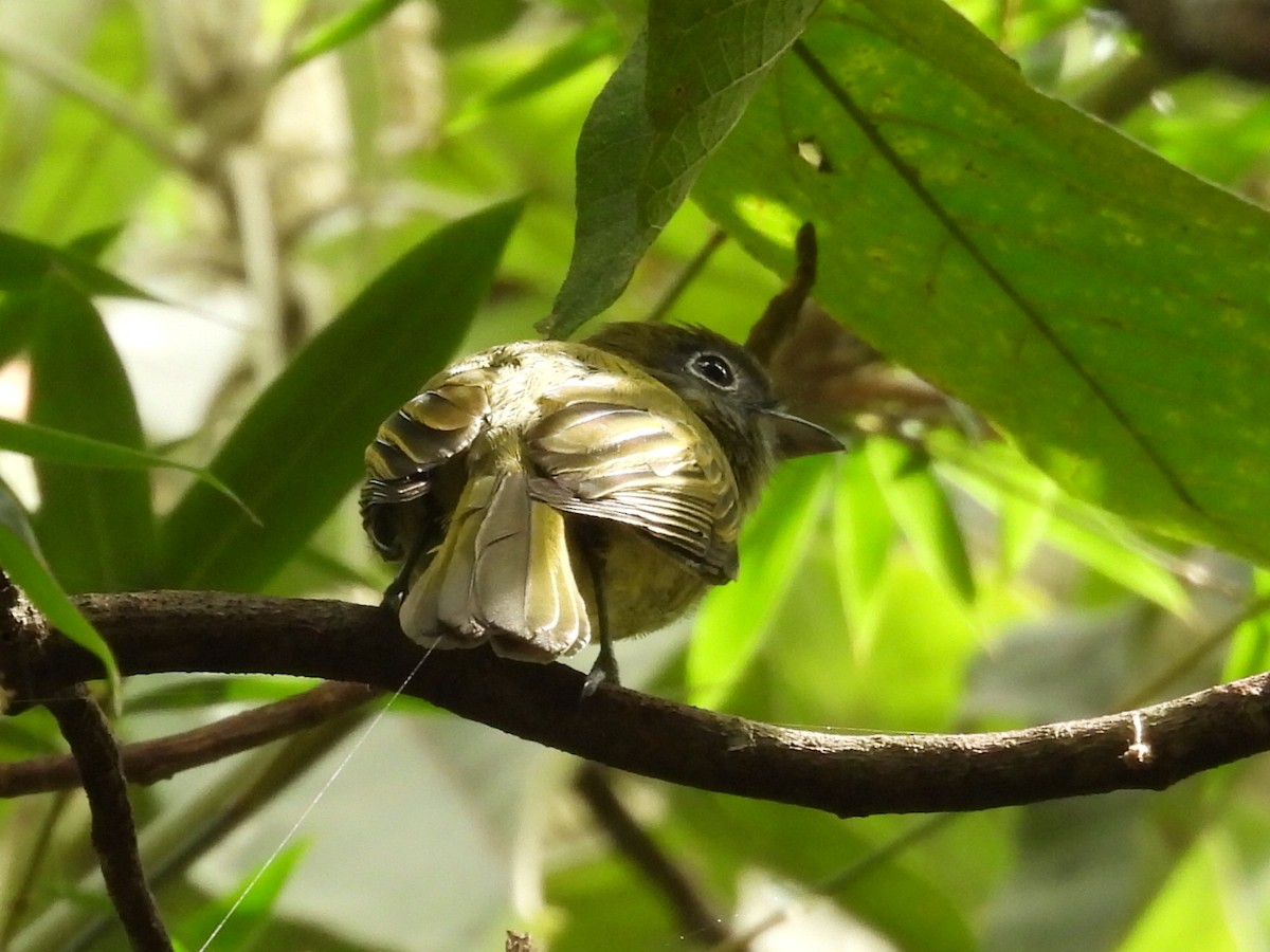 Eye-ringed Flatbill - ML623272991