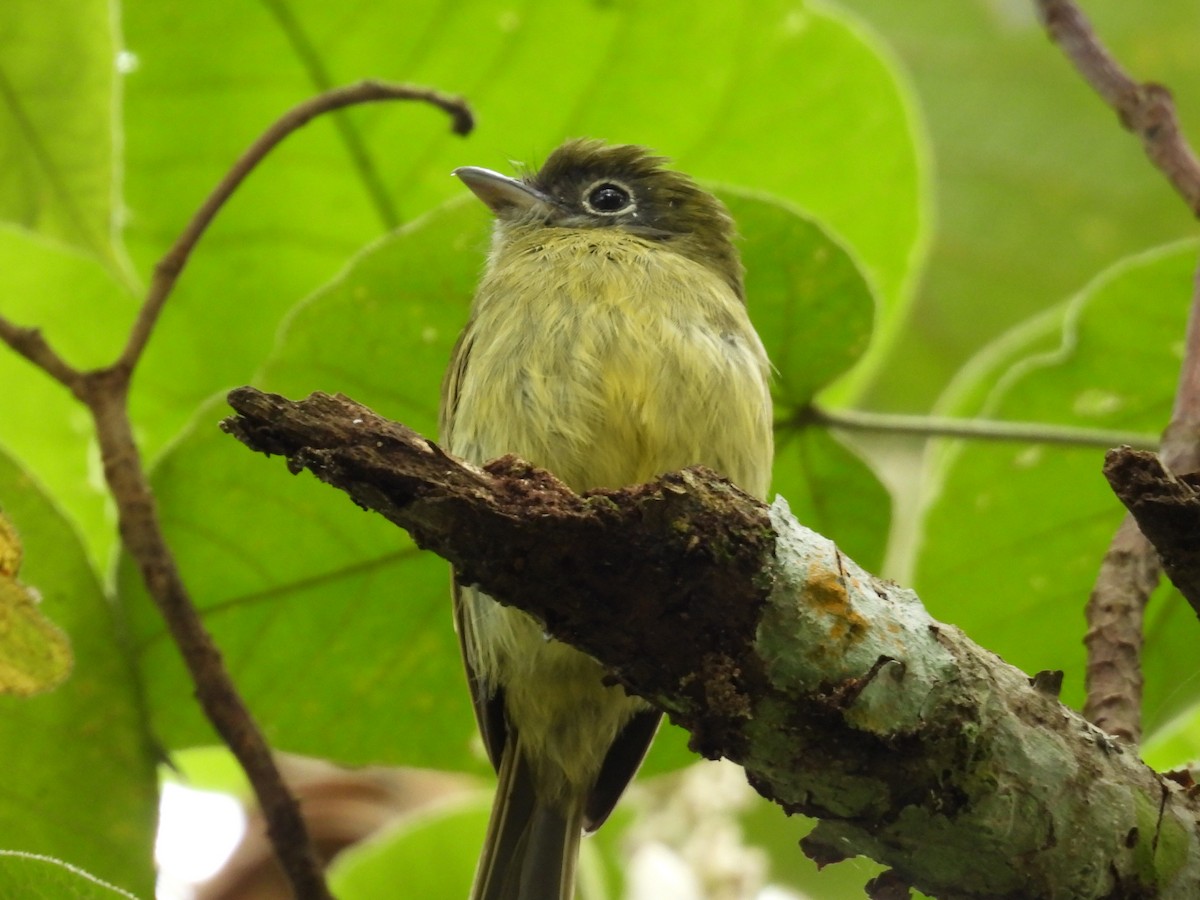 Eye-ringed Flatbill - ML623272993