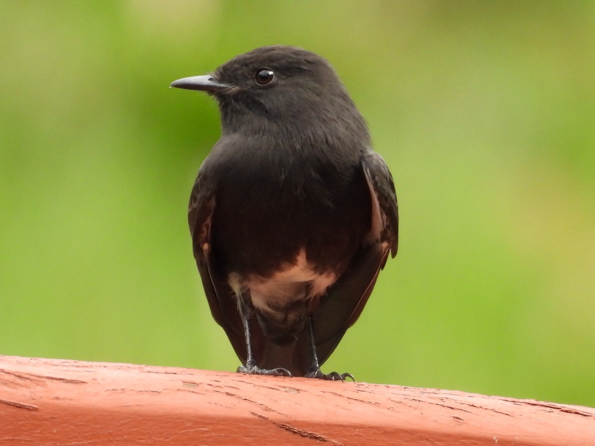 Black Phoebe - ML623273031