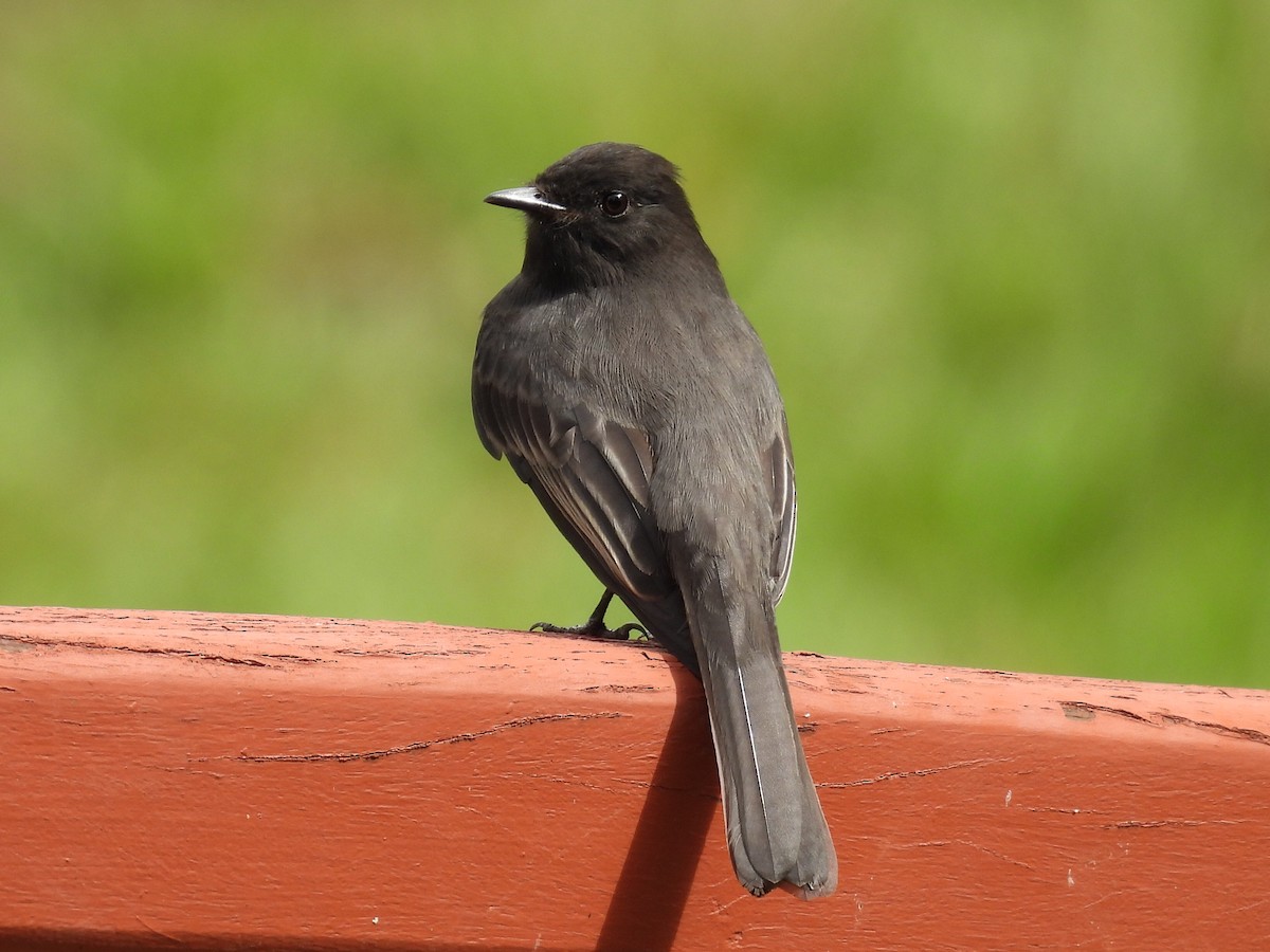 Black Phoebe - ML623273032