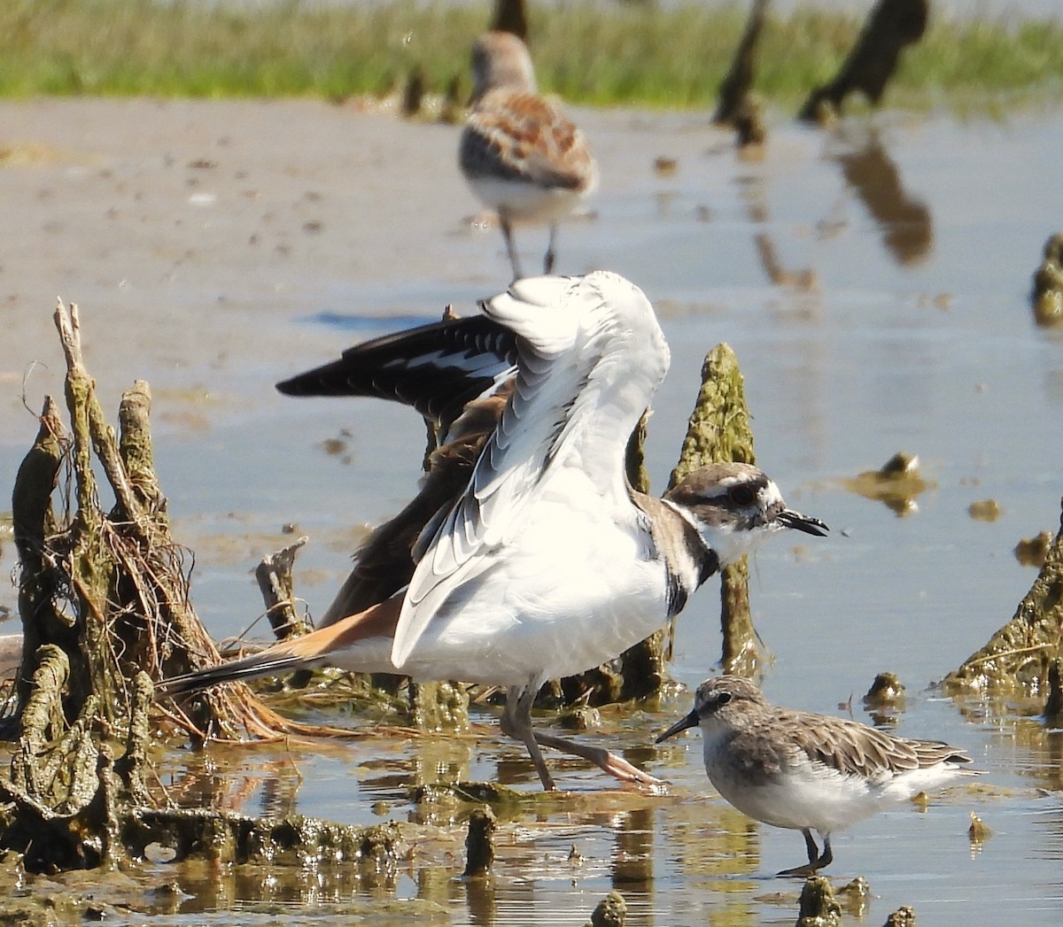 Killdeer - Lauri Taylor