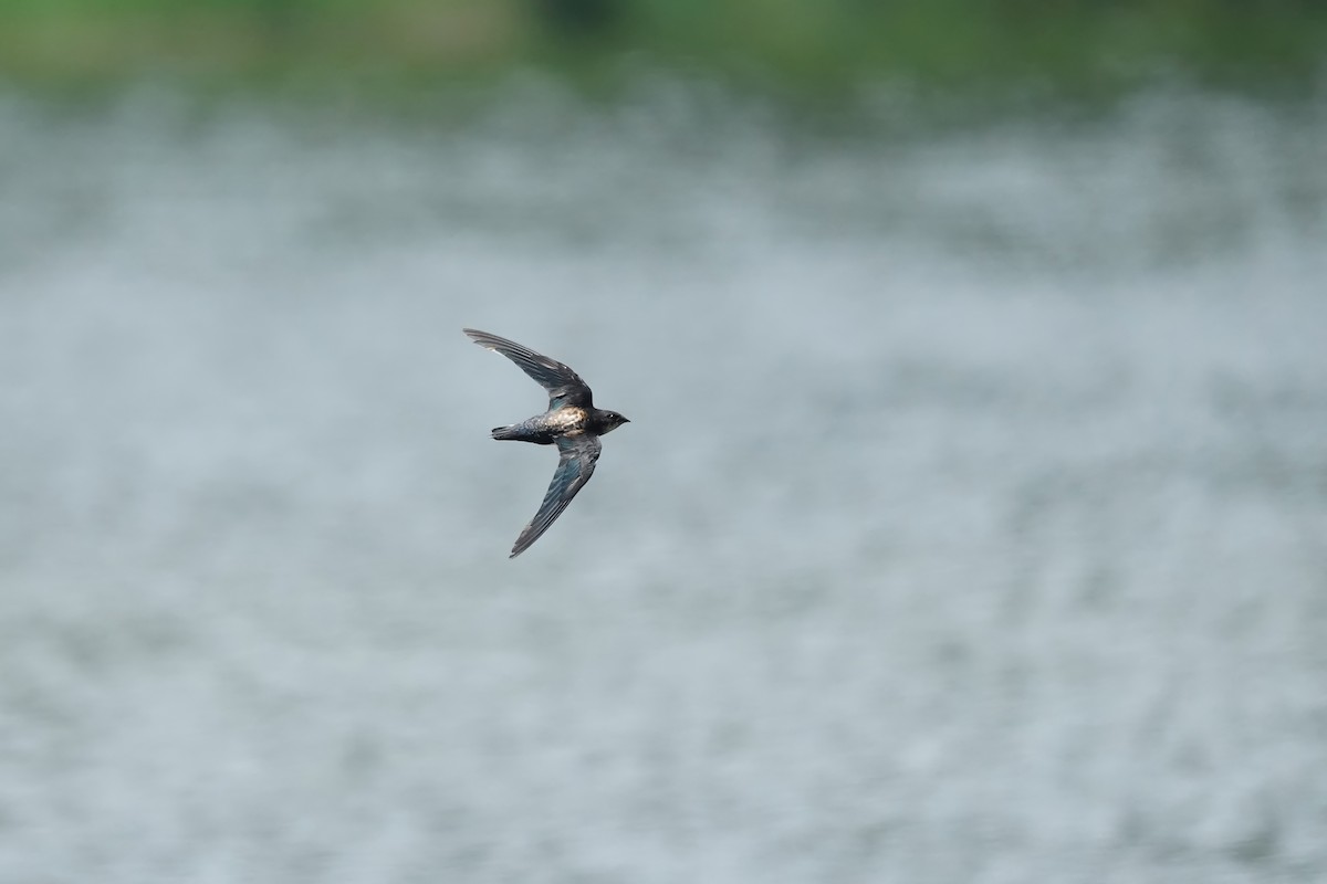 Silver-backed Needletail - ML623273093