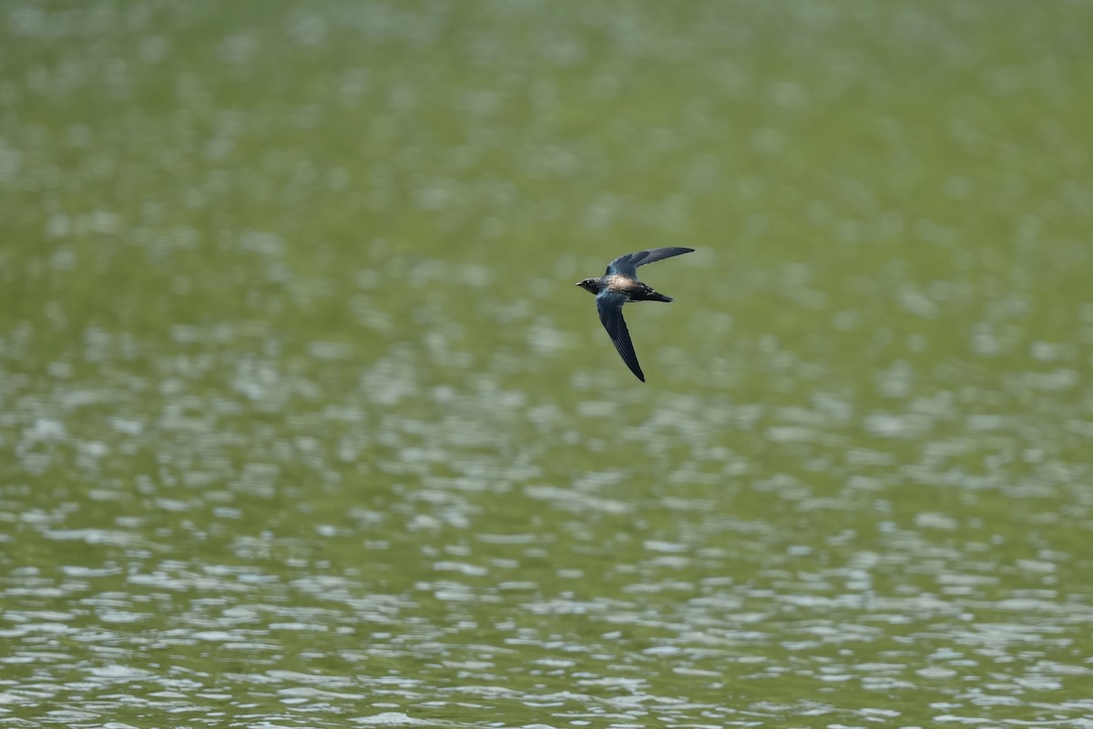 Silver-backed Needletail - ML623273094