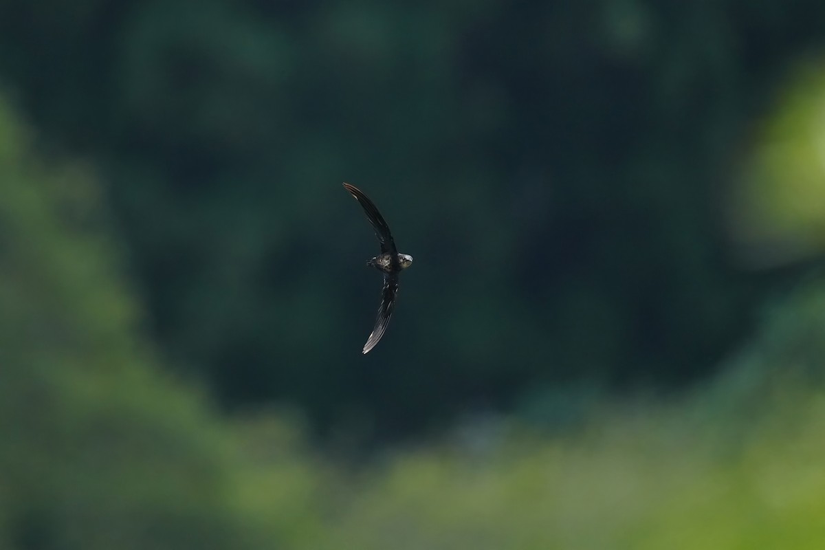 Silver-backed Needletail - ML623273095