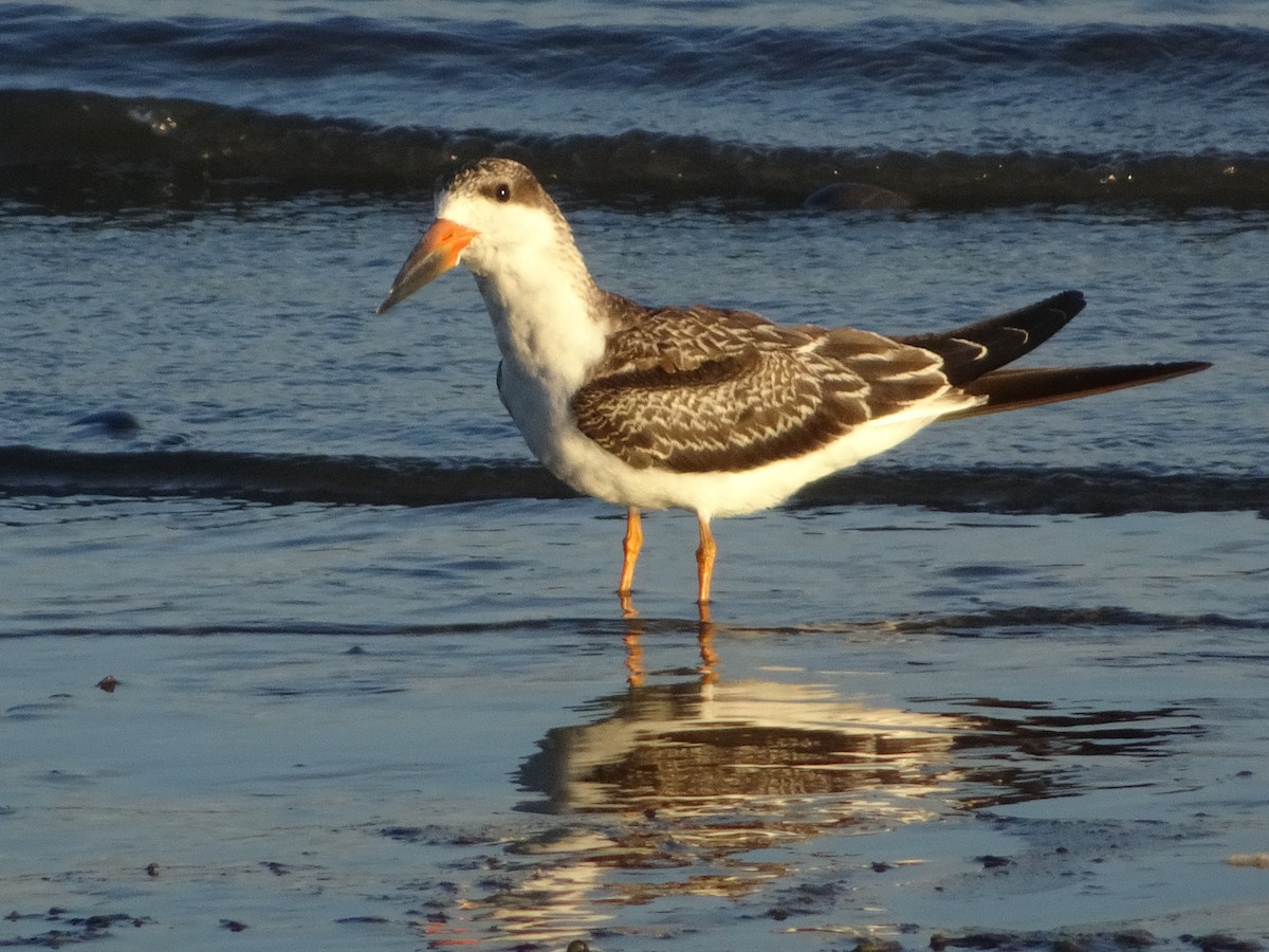 Black Skimmer - ML623273115