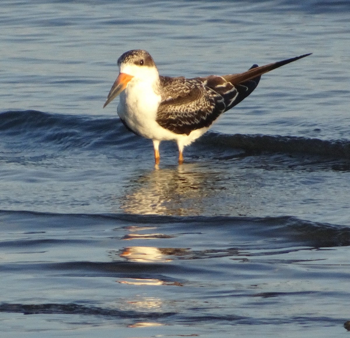 Black Skimmer - ML623273116