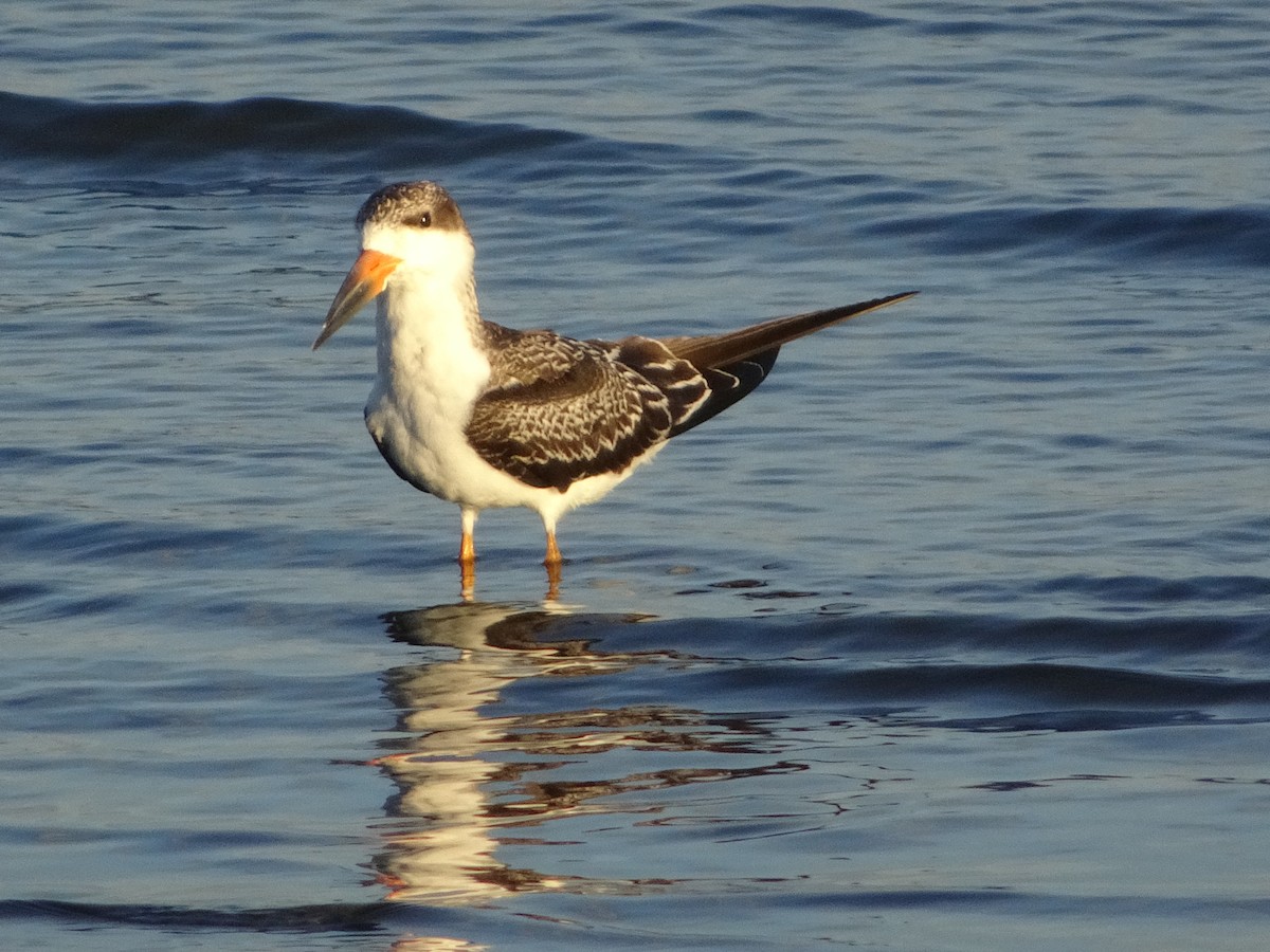 Black Skimmer - Joe Rothstein