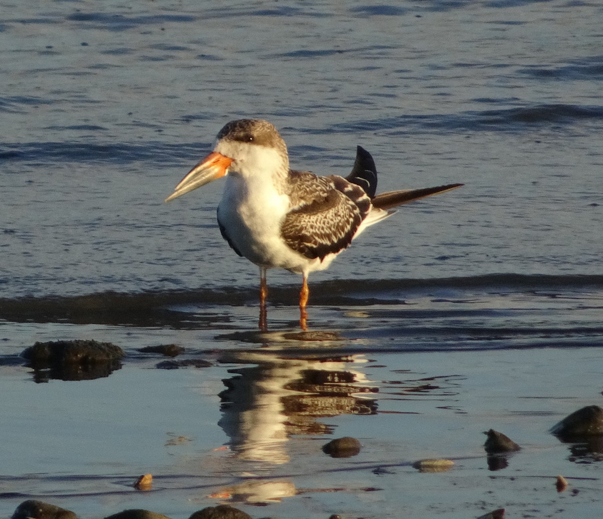 Black Skimmer - ML623273139