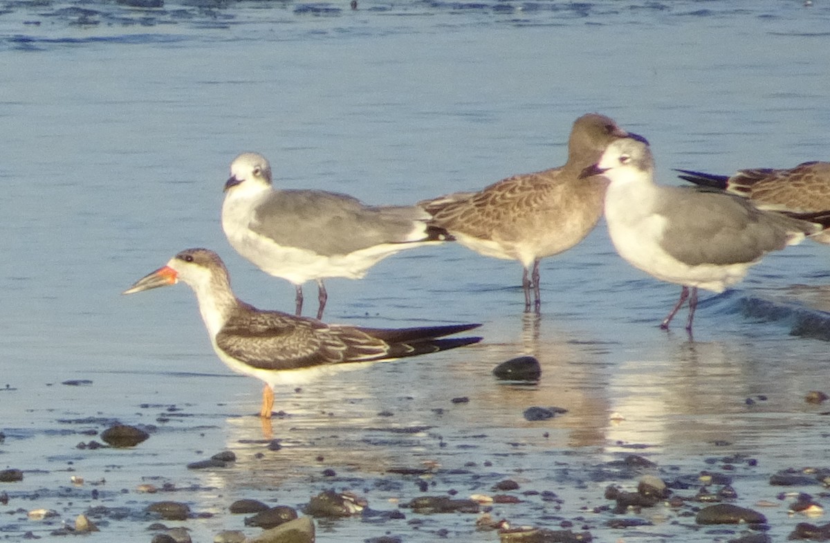 Black Skimmer - ML623273144