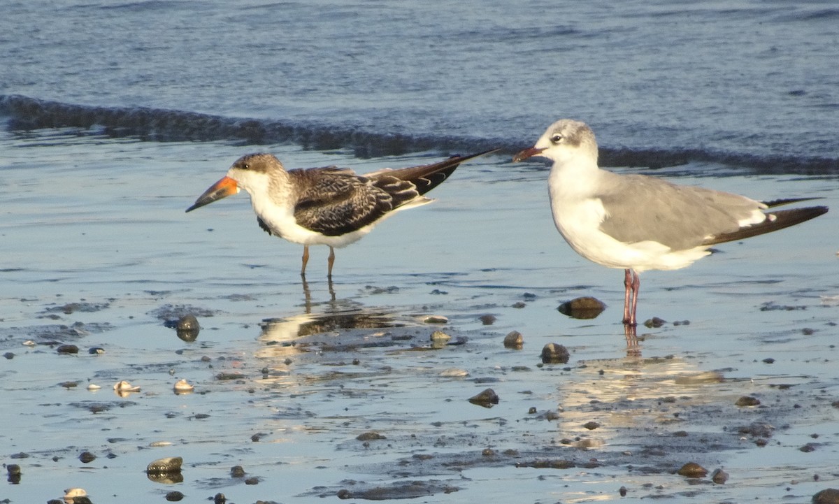 Black Skimmer - ML623273146