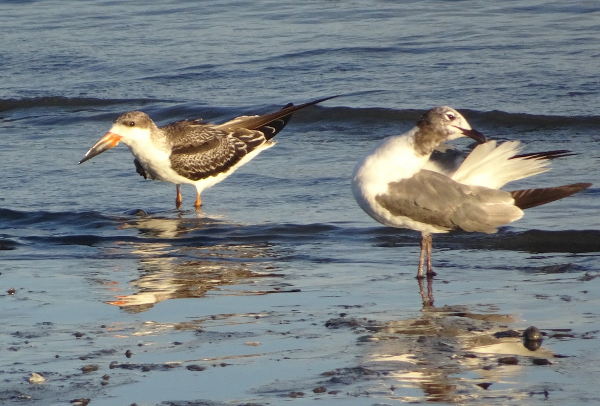 Black Skimmer - ML623273149