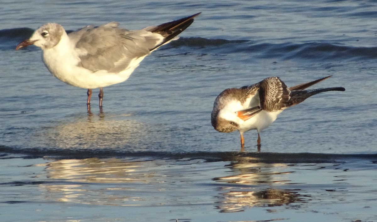 Black Skimmer - ML623273151