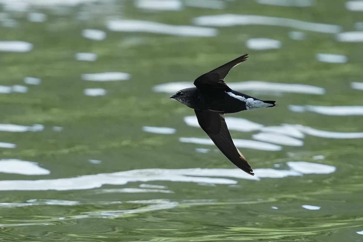 Silver-backed Needletail - ML623273198