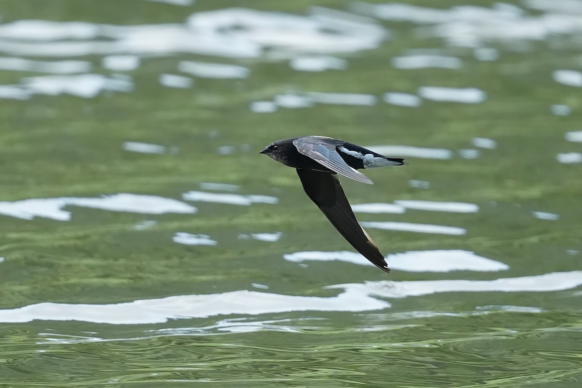 Silver-backed Needletail - 重融 黃